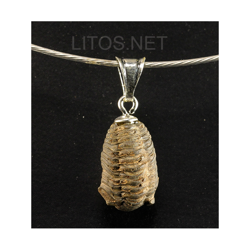 Colgante trilobite