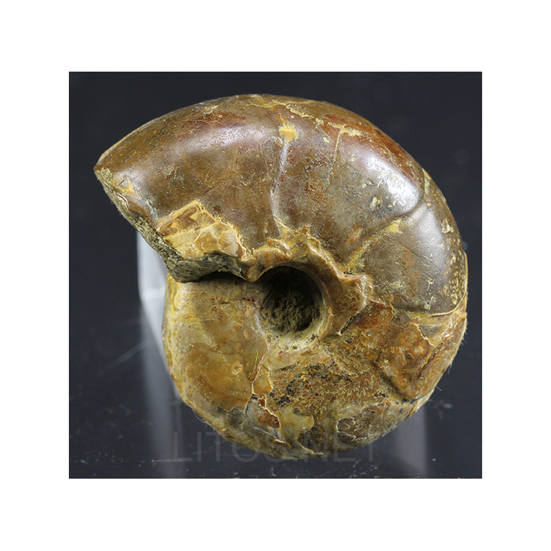 Ammonite puzosia s.p.