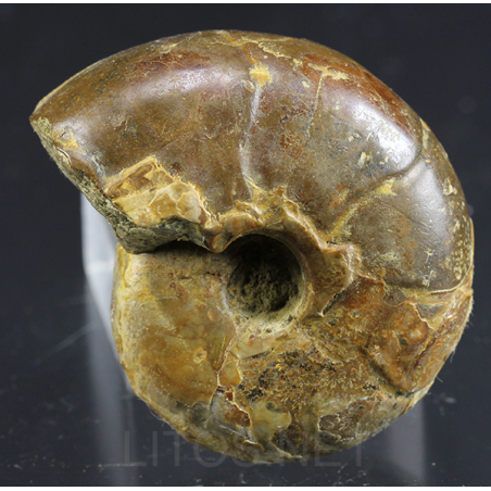 Ammonite puzosia s.p.