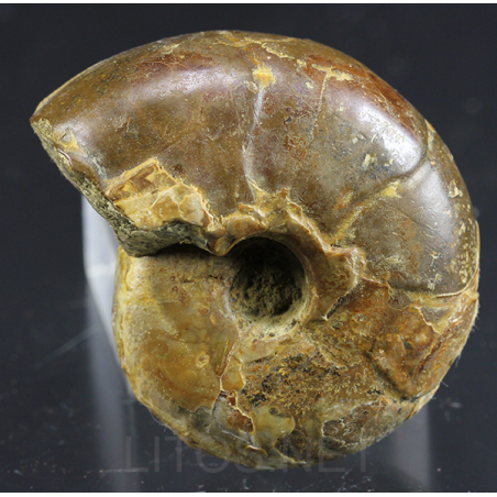 Ammonite puzosia s.p. Ammonite puzosia s.p.
