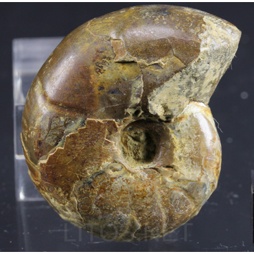 Ammonite puzosia s.p.