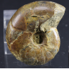 Ammonite puzosia s.p.