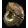 Ammonite puzosia s.p.