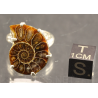 Colgante de Ammonite fosilizado
