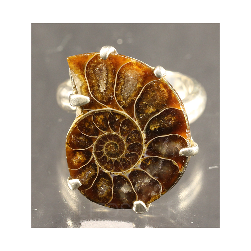 Colgante de Ammonite fosilizado