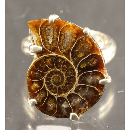 Colgante de Ammonite fosilizado