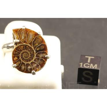 Colgante de Ammonite fosilizado