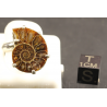 Colgante de Ammonite fosilizado