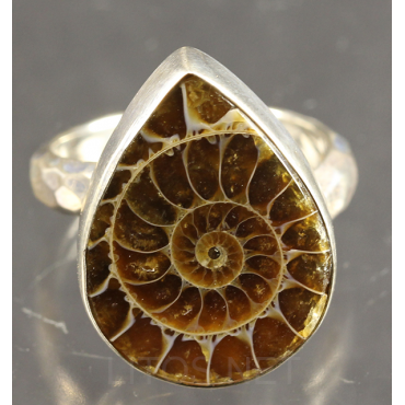 Anillo de Ammonite fosilizado