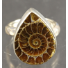 Anillo de Ammonite fosilizado