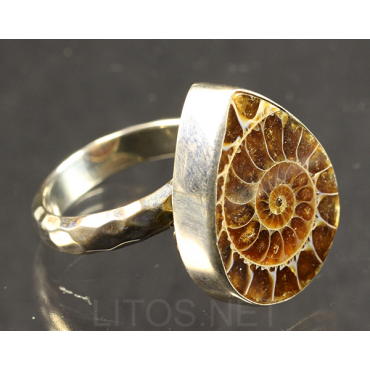 Anillo de Ammonite fosilizado