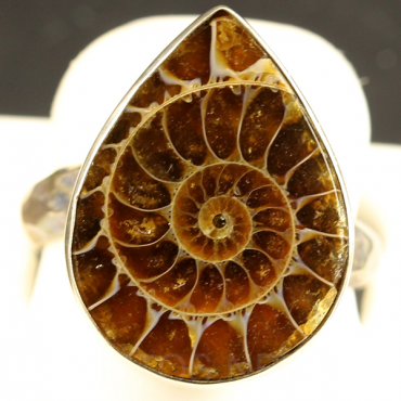 Anillo de Ammonite fosilizado
