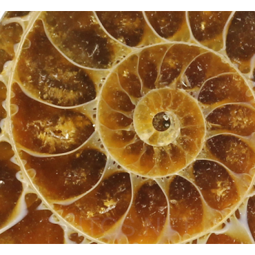 Anillo de Ammonite fosilizado