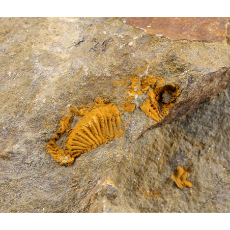 trilobite Solenopleuropsis trilobite Solenopleuropsis