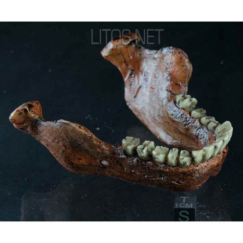 MANDÍBULA DE HOMO HEIDELBEGENSIS