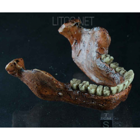 MANDÍBULA DE HOMO HEIDELBEGENSIS MANDÍBULA DE HOMO HEIDELBEGENSIS
