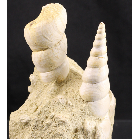 Turritella Turritella