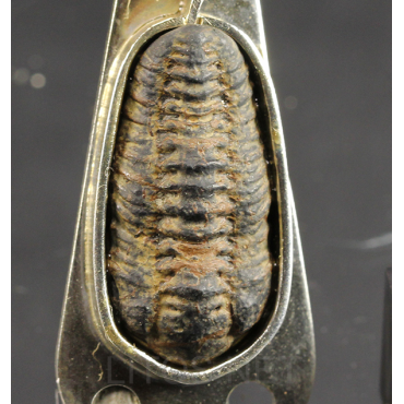 Colgante trilobite