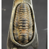 Colgante trilobite