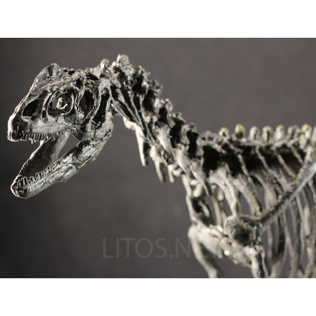 Allosaurio Allosaurio