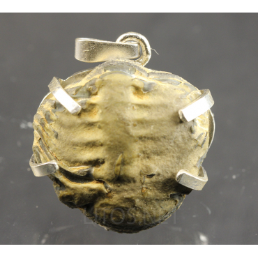 Colgante trilobite