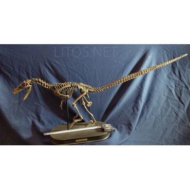 Velocirraptor