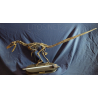Velocirraptor