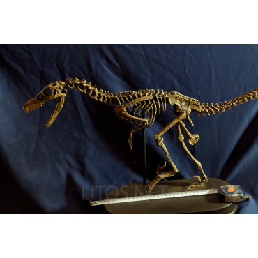 Velocirraptor