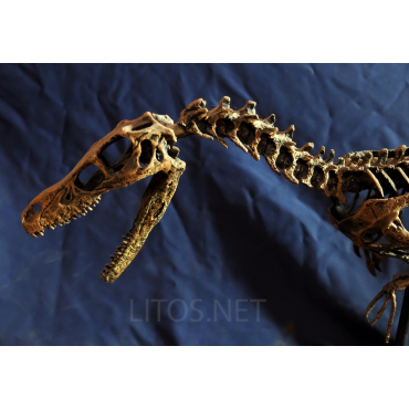 Velocirraptor