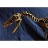 Velocirraptor