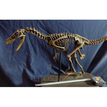 Velocirraptor