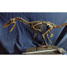 Velocirraptor