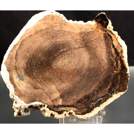 PALMOXYLON PALMOXYLON