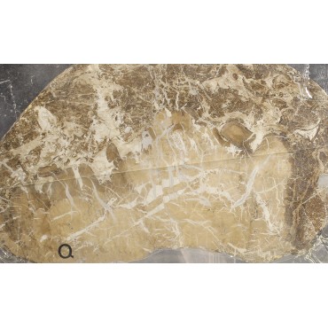 Fósil Lepidocarpon F2638