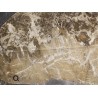 Fósil Lepidocarpon F2638