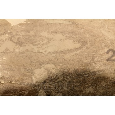 Fósil Cordaites F2643