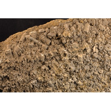 Fósil Encrinita F2683