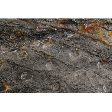 Fósil Sigillaria F2684
