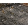 Fósil Sigillaria F2684