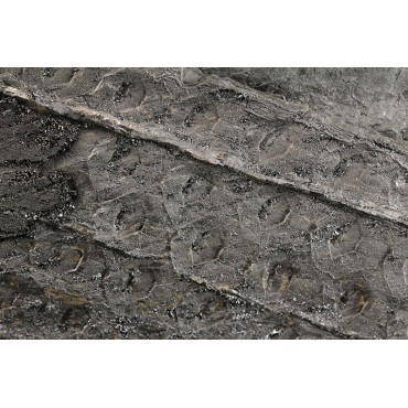 Fósil Sigillaria Brardii F2691
