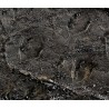 Fósil Sigillaria Brardii F2691