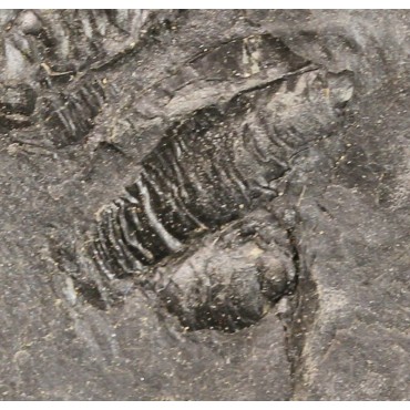 Fósil Anthraconauta F2705