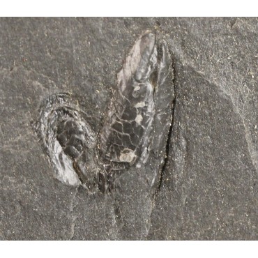 Fósil Anthraconauta F2707