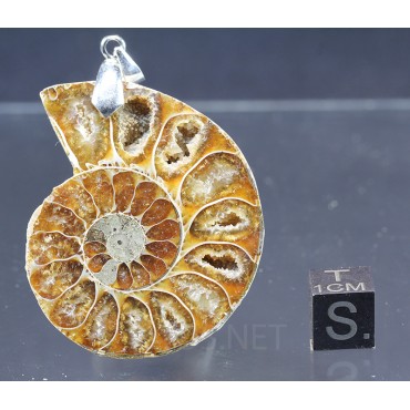 Colgante de Ammonite fosilizado J2738