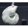 Colgante de Ammonite fosilizado J2738