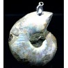 Colgante de Ammonite fosilizado J2738