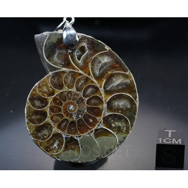 Colgante de Ammonite fosilizado J2741