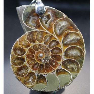 Colgante de Ammonite fosilizado J2741