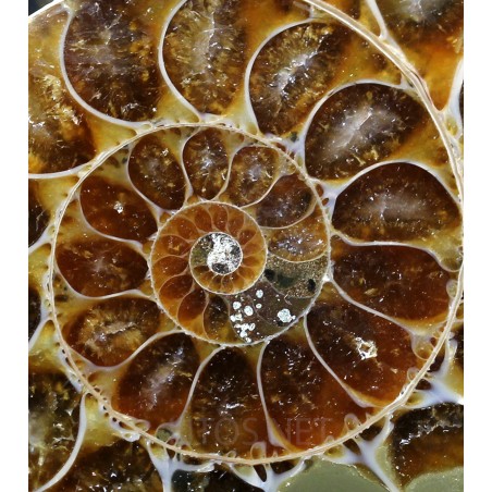 Colgante de Ammonite fosilizado J2741 Colgante de Ammonite fosilizado J2741