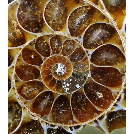 Colgante de Ammonite fosilizado J2741